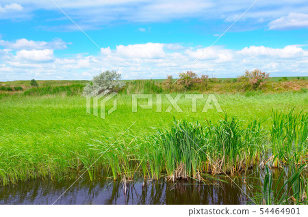Wet lake with aquatic vegetation and sky. 54464901