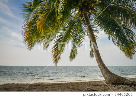 Paradise beach at sunny day Paradise beach at sunny day 54465205