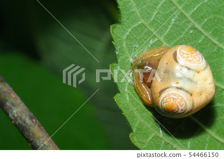 Otorino Fundamesi (female) 54466150