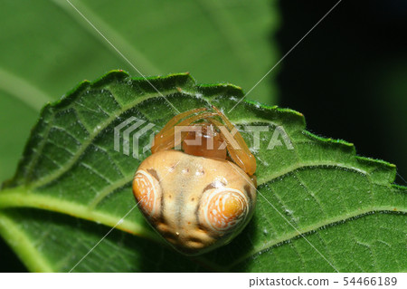 Otorino Fundamesi (female) 54466189