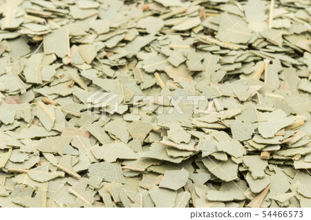 桉樹花草茶,桉樹葉,桉樹,桉樹:桉樹葉 桉樹花草茶,桉樹葉,桉樹,桉樹:桉樹葉 54466573