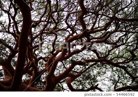 Pine tree Pine tree 54466592