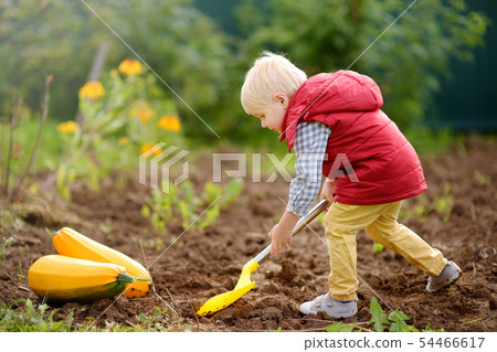 Little boy digs shoveling beds in backyard after 54466617