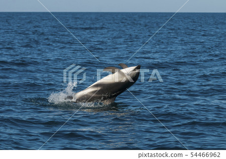 Dusky dolphin jumping,Patagonia 54466962