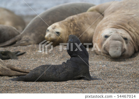 Elephant seal pup,Patagonia,Argentina 54467014