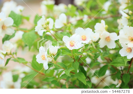 Baikutsugi flower 54467278