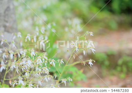 Yukinoshita flower 54467280