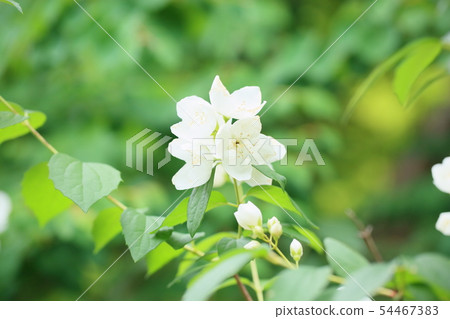 Baikutsugi flower 54467383