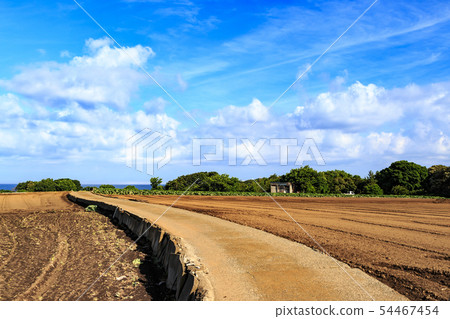Summer field 54467454