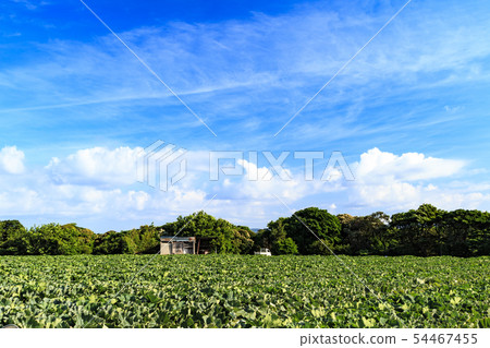 Summer field 54467455