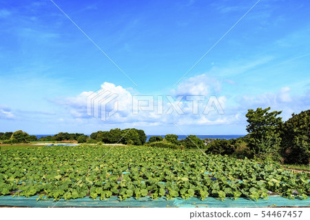 Summer field 54467457