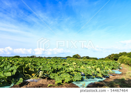 Summer field 54467464