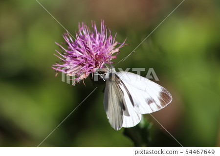 Northern Thistle and White-clawed White Butterfly 54467649