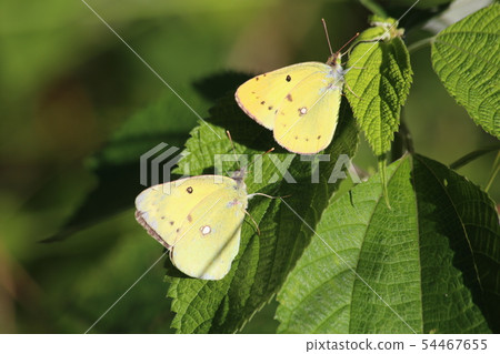 大腸桿菌 大腸桿菌 54467655