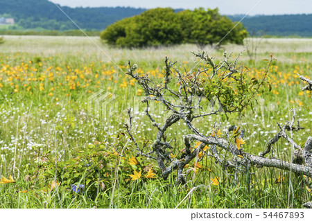 Ezo Fern在Kiritappu濕地 Ezo Fern在Kiritappu濕地 54467893