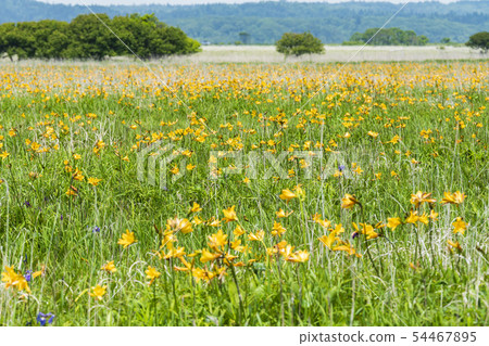 Ezo Fern in the Kiritappu Wetland Ezo Fern in the Kiritappu Wetland 54467895