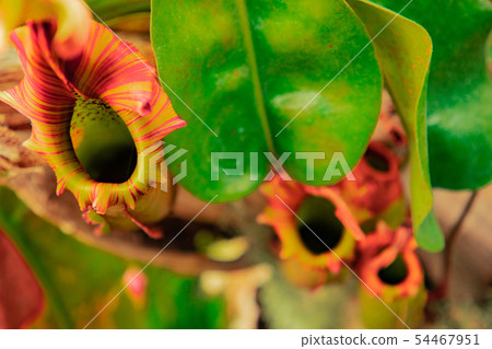 Carnivorous plant 5 54467951