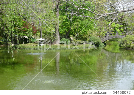 Pond and Yenzuki Bridge at the Fort Worth Botanical Gardens 54468072