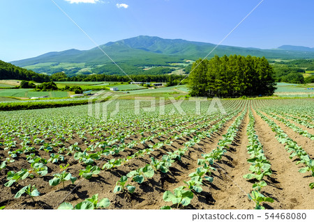 Tsumagoi高原的白菜田3 Tsumagoi高原的白菜田3 54468080