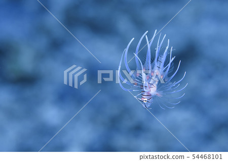 Young fish of the horned lionfish 54468101
