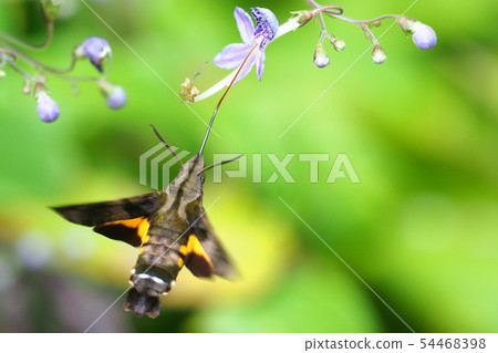 Hoshi Hojak and Carigane Hoshi Hojak and Carigane 54468398