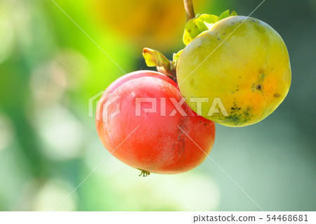 Persimmon nuts Persimmon nuts 54468681