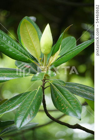 Bud of Taisanboku Bud of Taisanboku 54468682