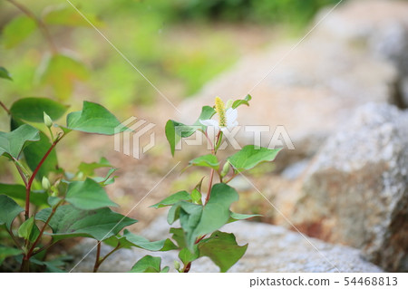 Houttuynia cordata flower Houttuynia cordata flower 54468813