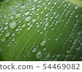A leaf carrying a drop of water 54469082