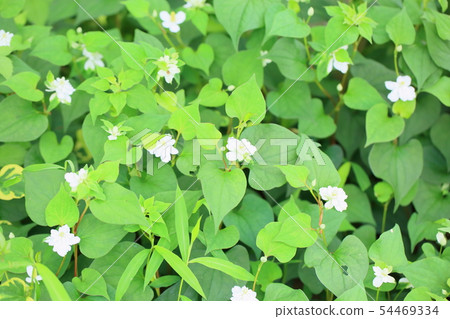 Yaesaki Dokudami flower Yaesaki Dokudami flower 54469334