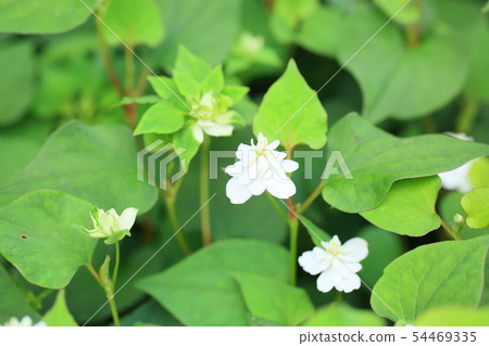 Yaesaki Dokudami花 Yaesaki Dokudami花 54469335