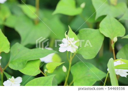 Yaesaki Dokudami花 54469336