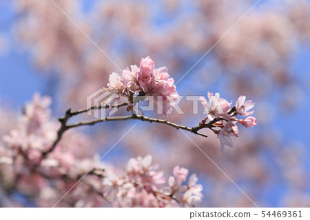Cherry blossom cherry blossom Cherry blossom cherry blossom 54469361