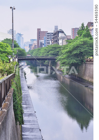 I hope from the early summer of the Meguro River Tarakubashi 54469390