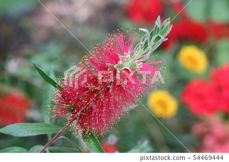 刷樹花 刷樹花 54469444