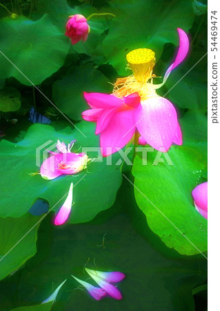 When the lotus flower blooms 54469474