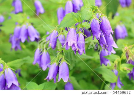 Campanula flowers 54469652
