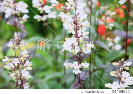 Penstem flower Hasker red 54469653