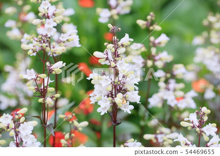 Penstem花Hasker紅色 54469655