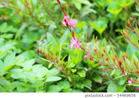 Goura flower 54469656