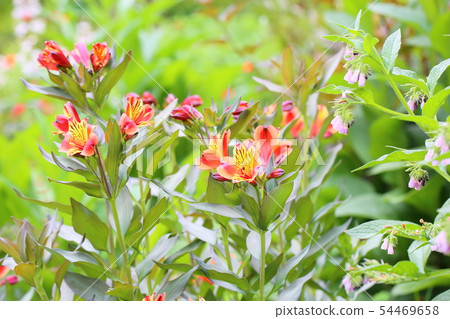 Alstroemeria flowers 54469658