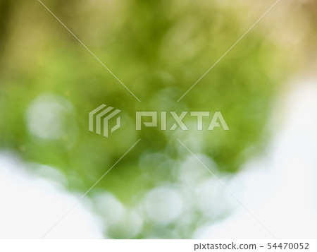 抽象森林bokeh背景，離群焦點 54470052