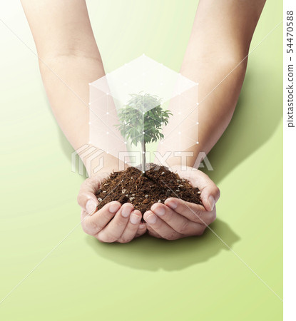 Tree in palm-tree-young leaf-growth-future-power-cube Tree in palm-tree-young leaf-growth-future-power-cube 54470588