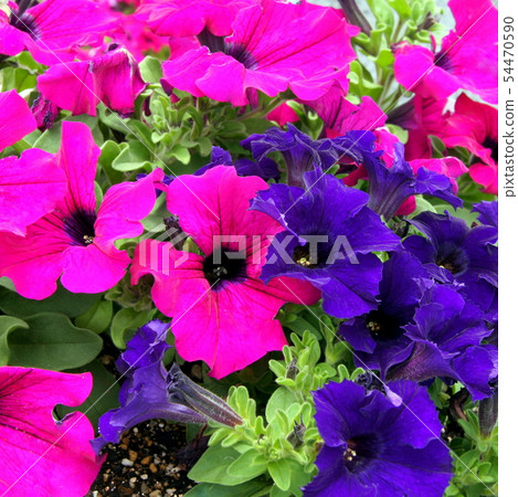 Colorful Petunia flower bed 54470590