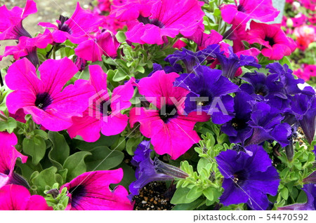 Colorful Petunia flower bed 54470592