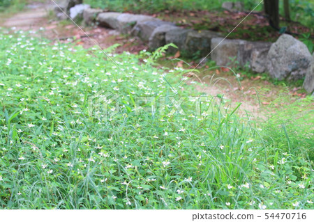 Houttuynia cordata flower 54470716
