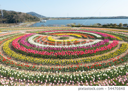 [愛知縣] Sante Garden Flower Festival Sante Park Tahara 54470848