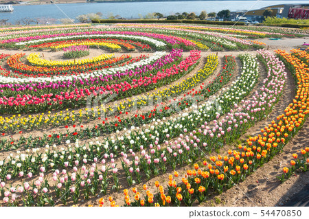 [愛知縣] Sante Garden Flower Festival Sante Park Tahara 54470850