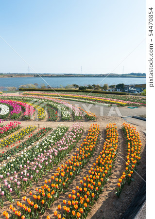 [愛知縣] Sante Garden Flower Festival Sante Park Tahara 54470854