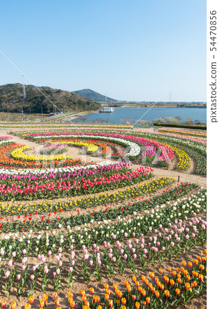 [愛知縣] Sante Garden Flower Festival Sante Park Tahara 54470856